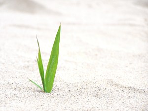 sand-straw-1392579-1280x960